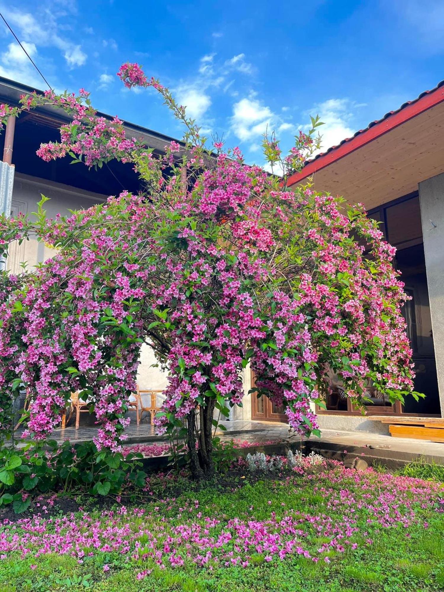 ,,Anna'S" Guesthouse K'vemo Alvani Ngoại thất bức ảnh